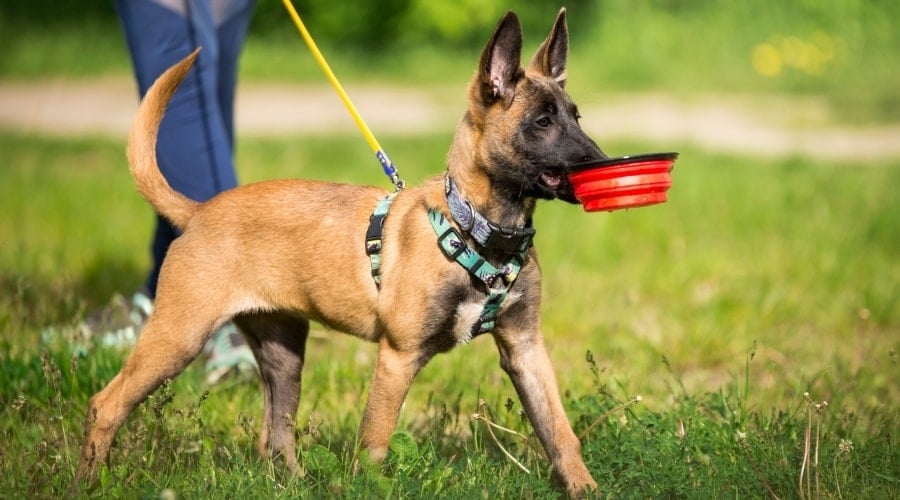Puppy Carrying Bowl in Mouth