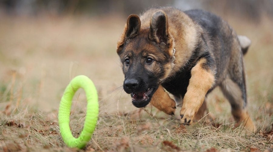 Puppy Chasing Durable Ring Toy