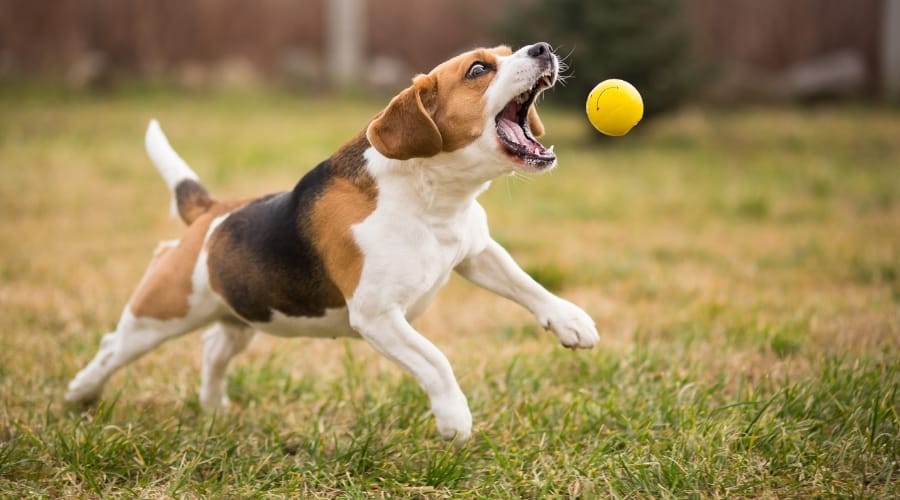 Puppy Chasing Yellow Ball