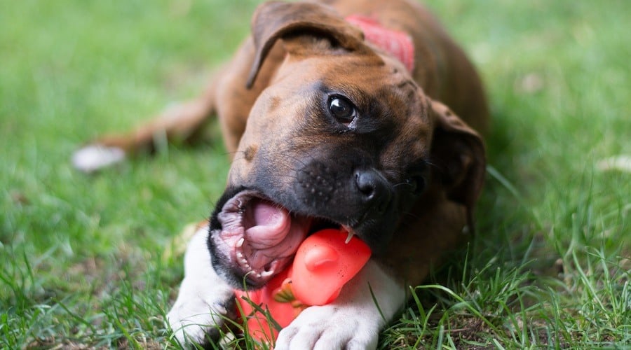 Puppy Chew Toys By Age Range