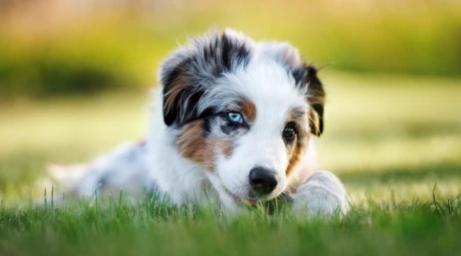 Puppy Chewing Bone