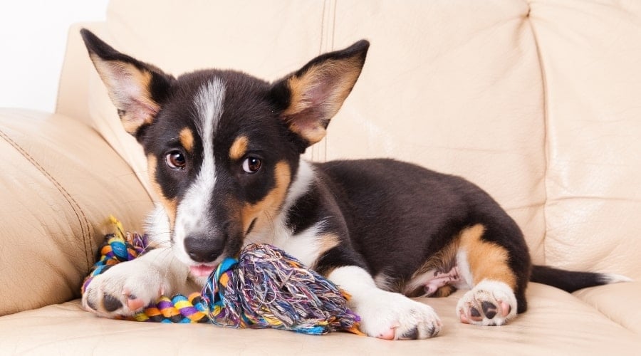 Puppy Chewing a Toy on a Couch