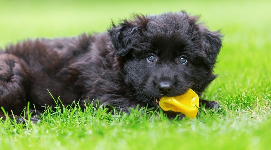 Puppy Chewing on Toy