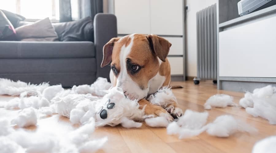 Puppy Destroyed Toy