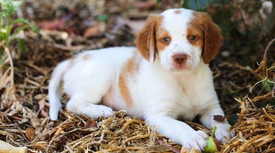 Puppy Dog Laying in Grass