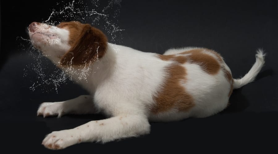 Puppy Dog Shaking Its Head After a Bath