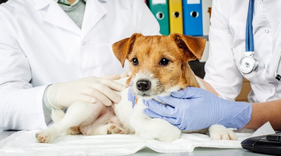 Puppy Dog at the Vet
