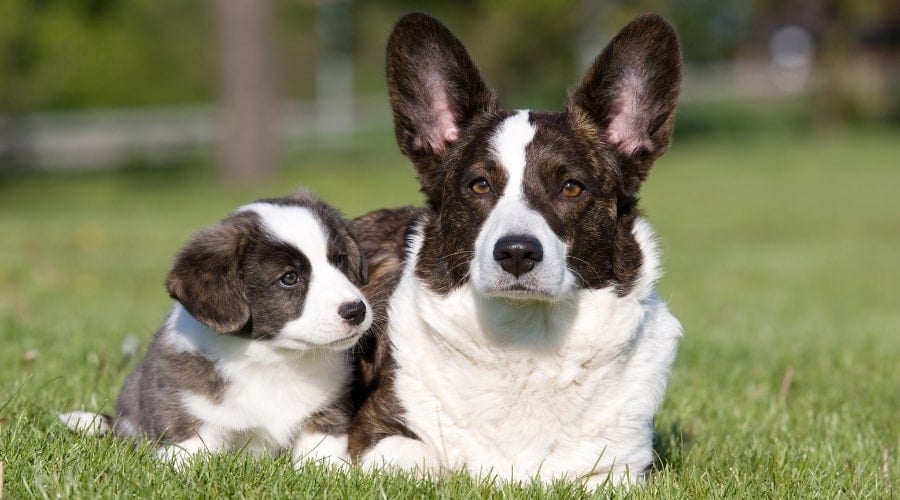 Puppy Dog with Her Mother