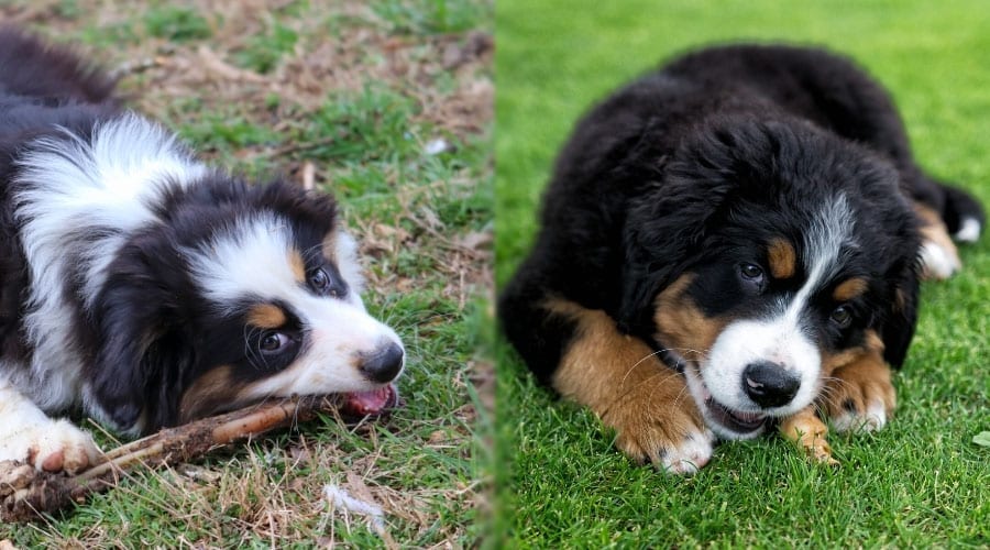 Puppy Dogs Gnawing on Sticks