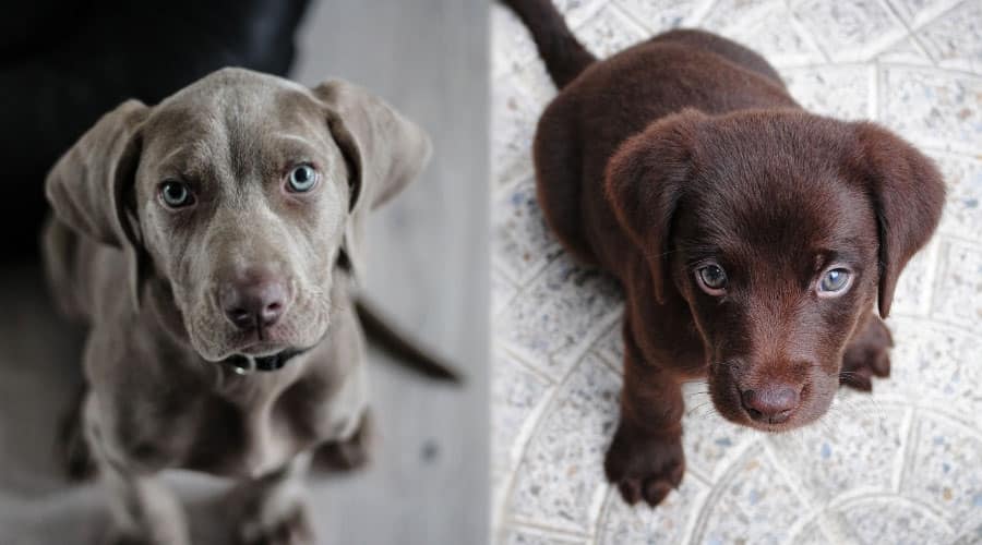 Puppy Dogs Looking Up at the Camera