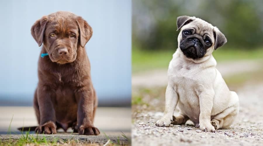 Puppy Dogs Sitting and Looking at the Camera