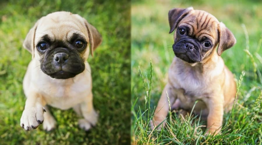 Puppy Dogs Sitting in the Grass