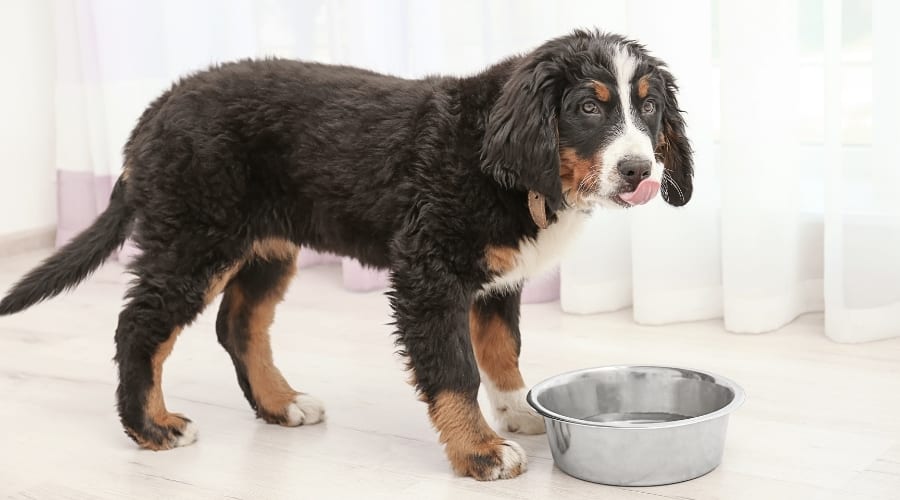 Dog standing next to water bowl.