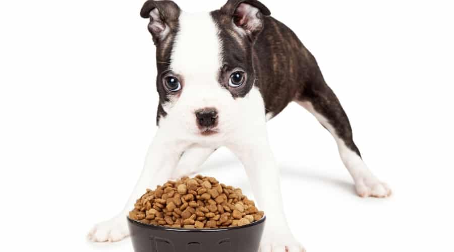 Puppy Eating Dry Kibble