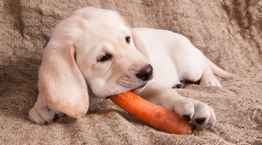 What Can Dogs Eat When They Are Constipated? 9 Common Remedies Canine