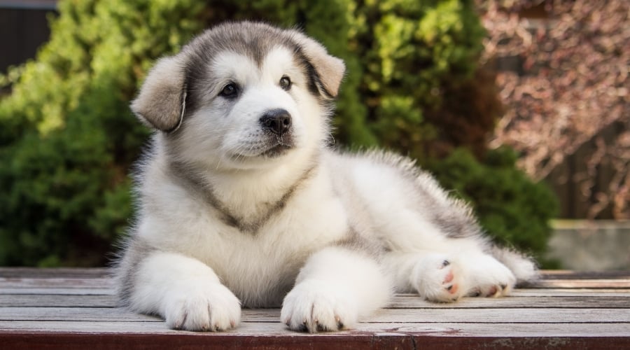 Puppy Laying on Wooden Bench