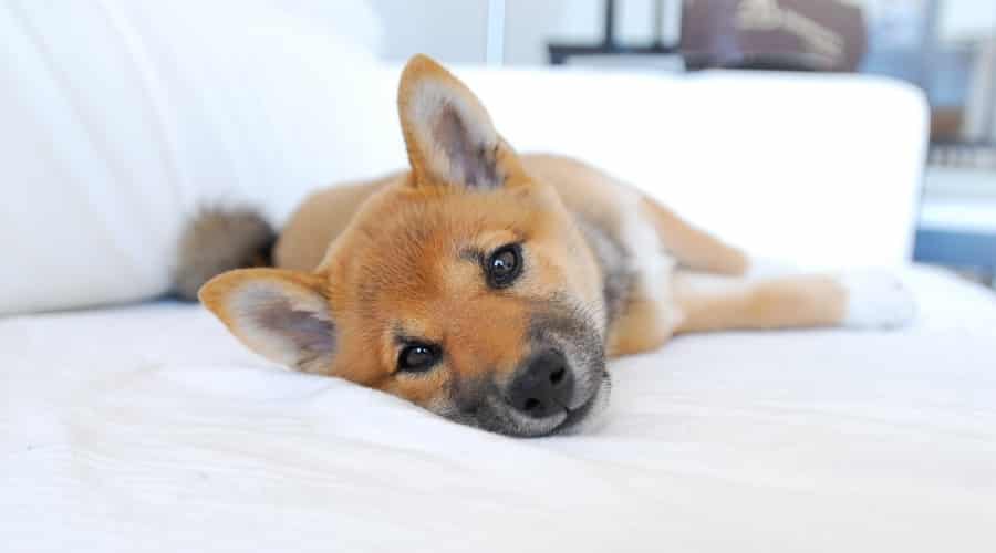 Puppy Laying on a Sofa