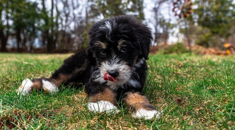 Puppy Looking at Camera with Tongue Out