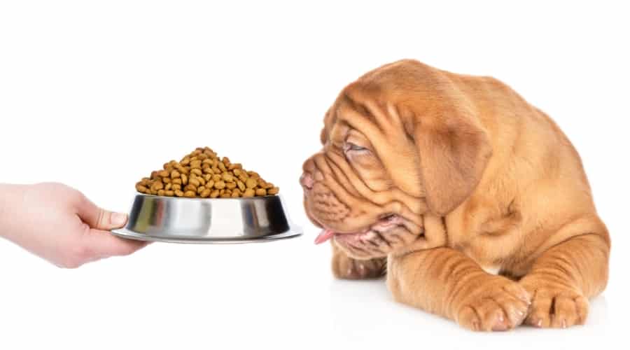 Puppy Looking at Food Bowl