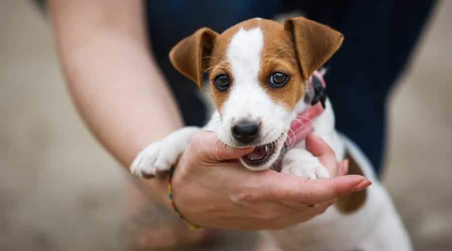 Puppy mouthing.