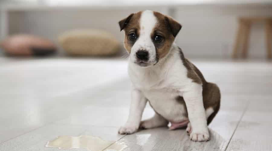 Puppy Next to a Puddle