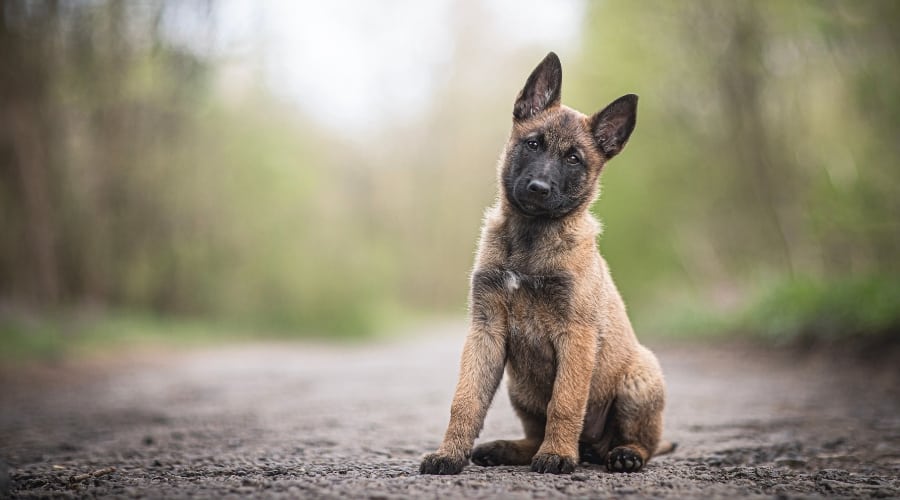 Belgian Malinois Puppy Outdoors in Dirt Road
