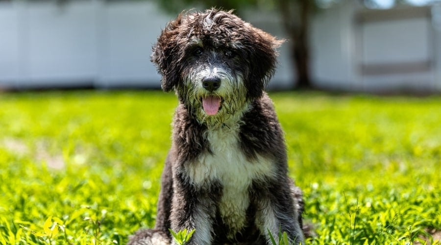 Puppy Outside in a Meadow