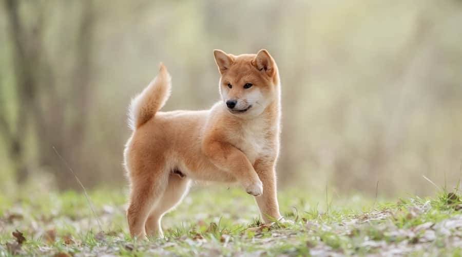 Puppy Playing Outside