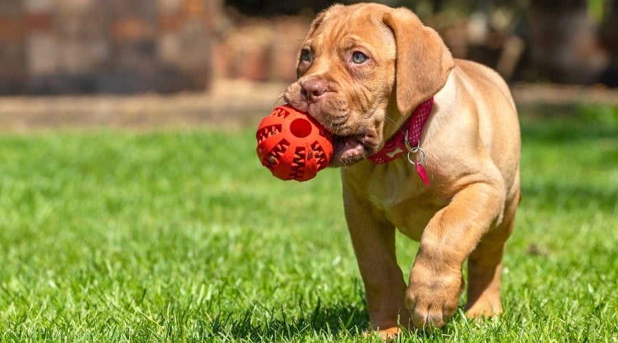 Puppy Playing with Ball Outdoors