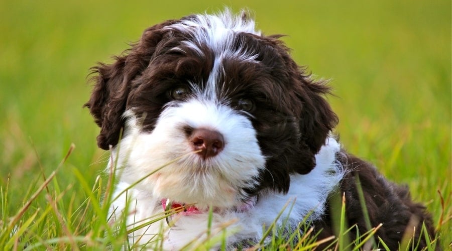 Puppy Portie Posing Outdoors