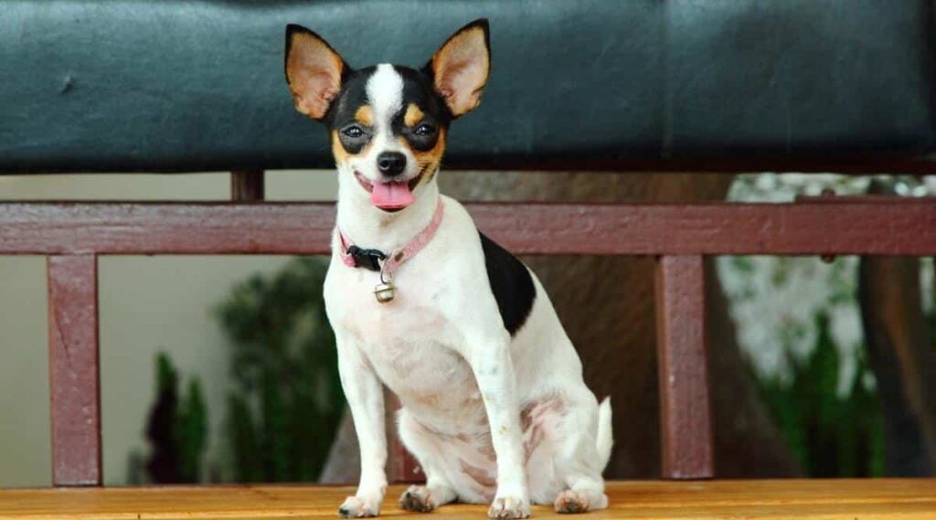 Puppy Rat Terrier Chihuahua Mix sitting on a bench