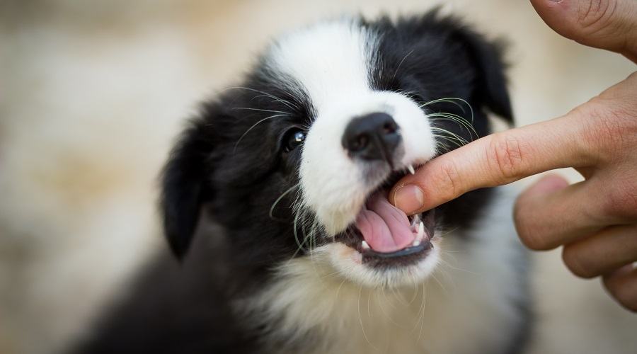 Black and white puppy nibbling on a finger. 