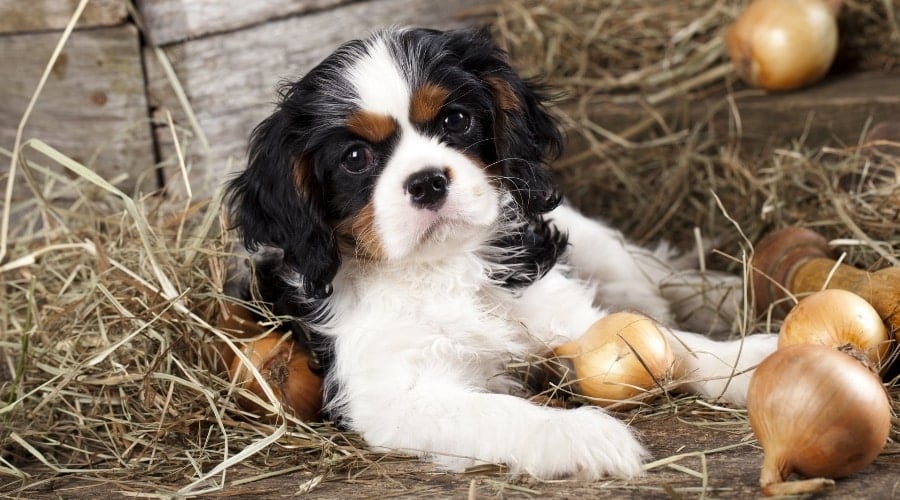 Puppy Spaniel