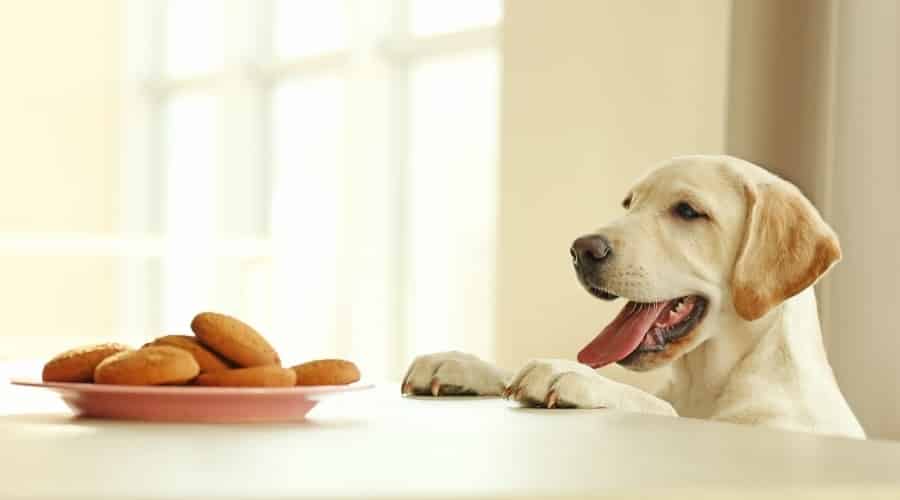 Puppy Trying to Get to A Plate of Cookies