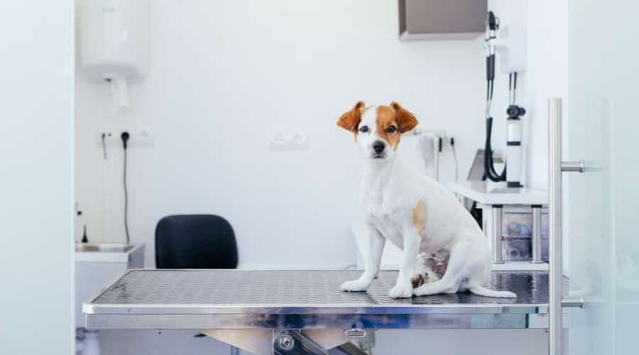 Puppy Waiting on Vet Stretcher