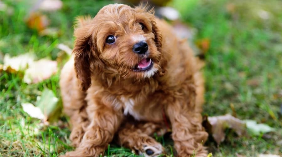 Puppy at Breeders Home
