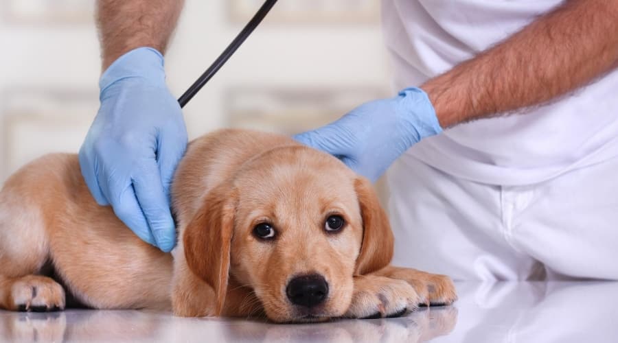 Puppy at vet