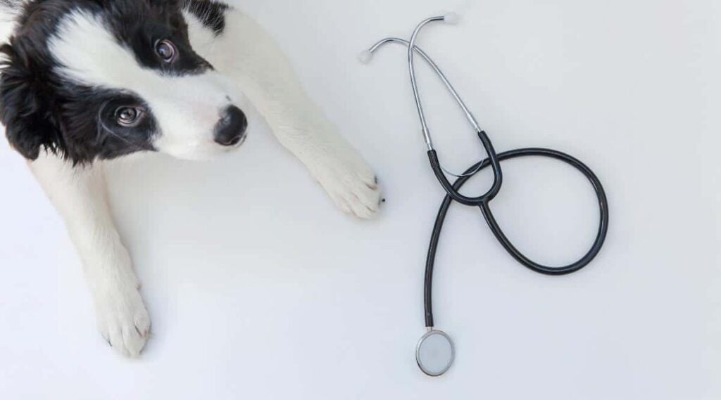 A Border Collie puppy next to a stethoscope on a white background.