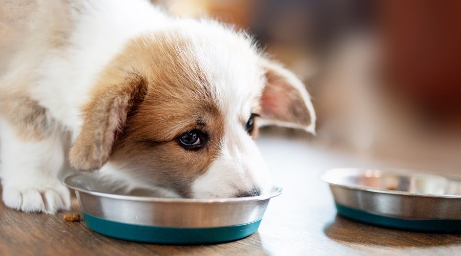 How Much Exercise Does a Puppy Need? Puppy eating.