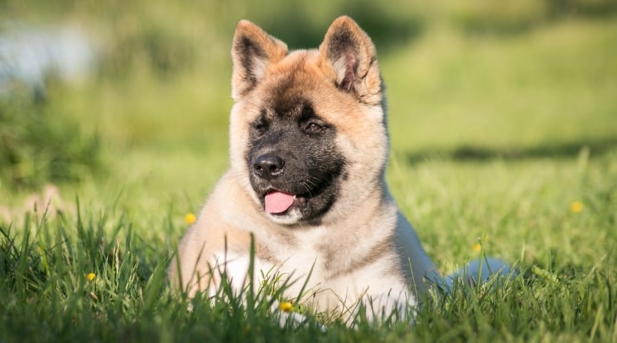 Puppy in Grass Laying Down