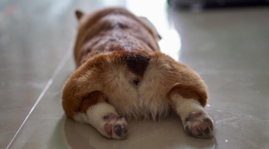 Puppy on Floor