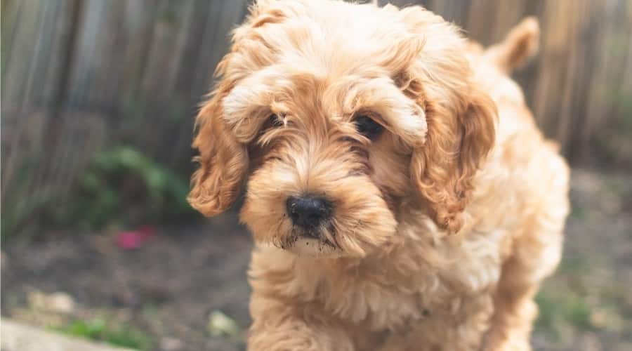 Puppy outdoors in garden
