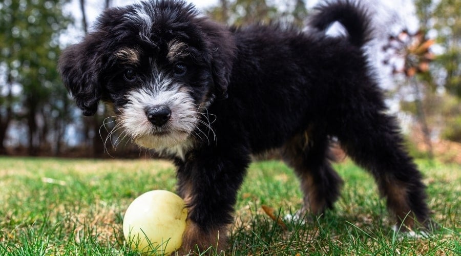 Puppy playing with ball in the Grass