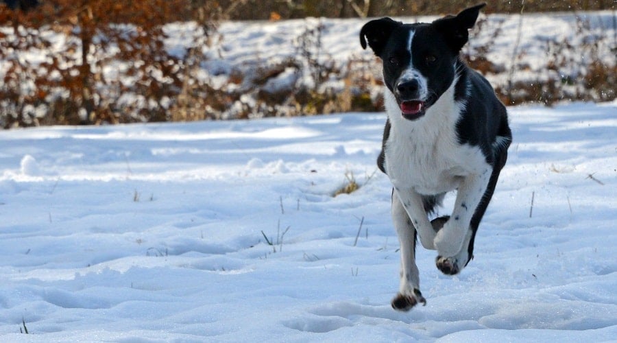 Puppy running at breeder