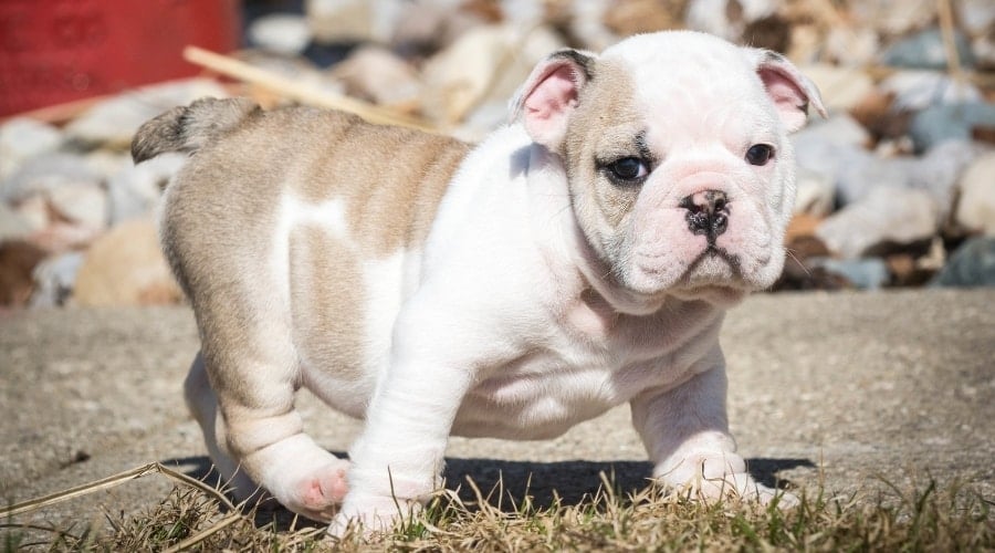 Puppy walking in Grass