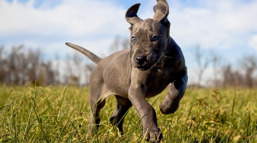 Puppy with Grey Coat Running Outdoors