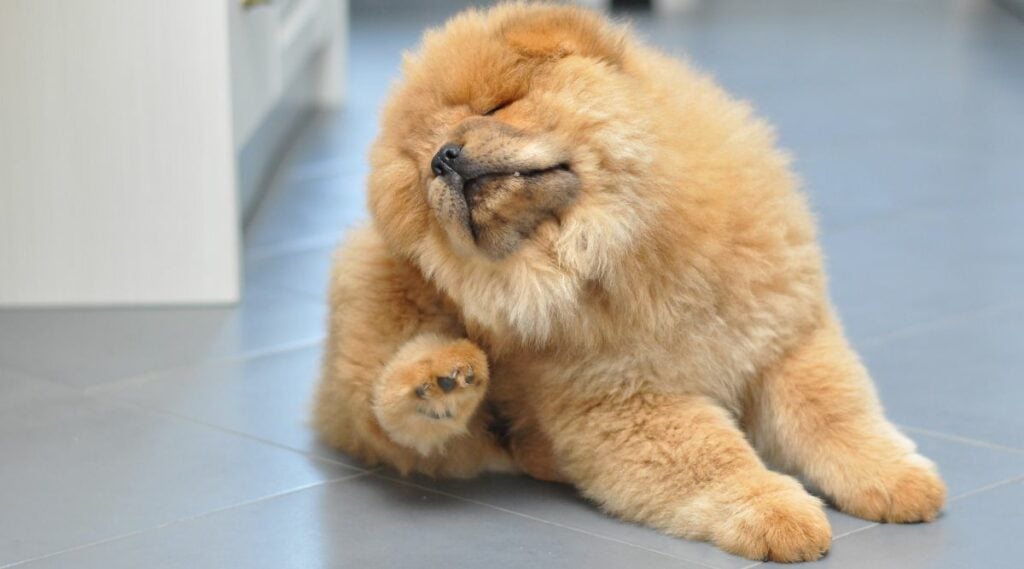 A puppy Chow Chow scratching their skin.