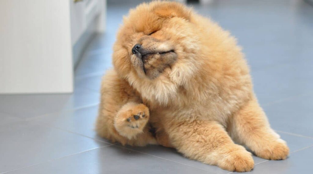 Puppy with fluffy hair scratching flea while sitting.