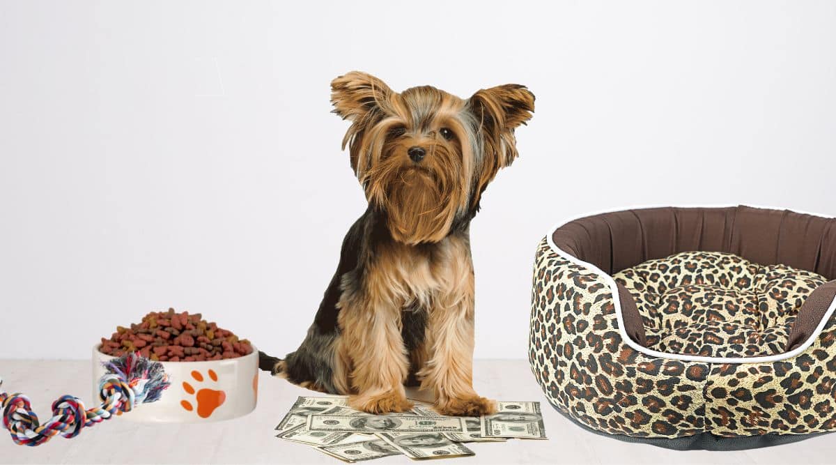 Puppy yorkshire terrier with pile of money and dog supplies.