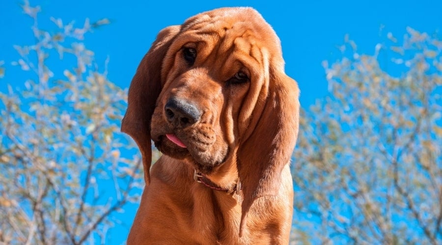 Purebred Bloodhound Puppy Dog